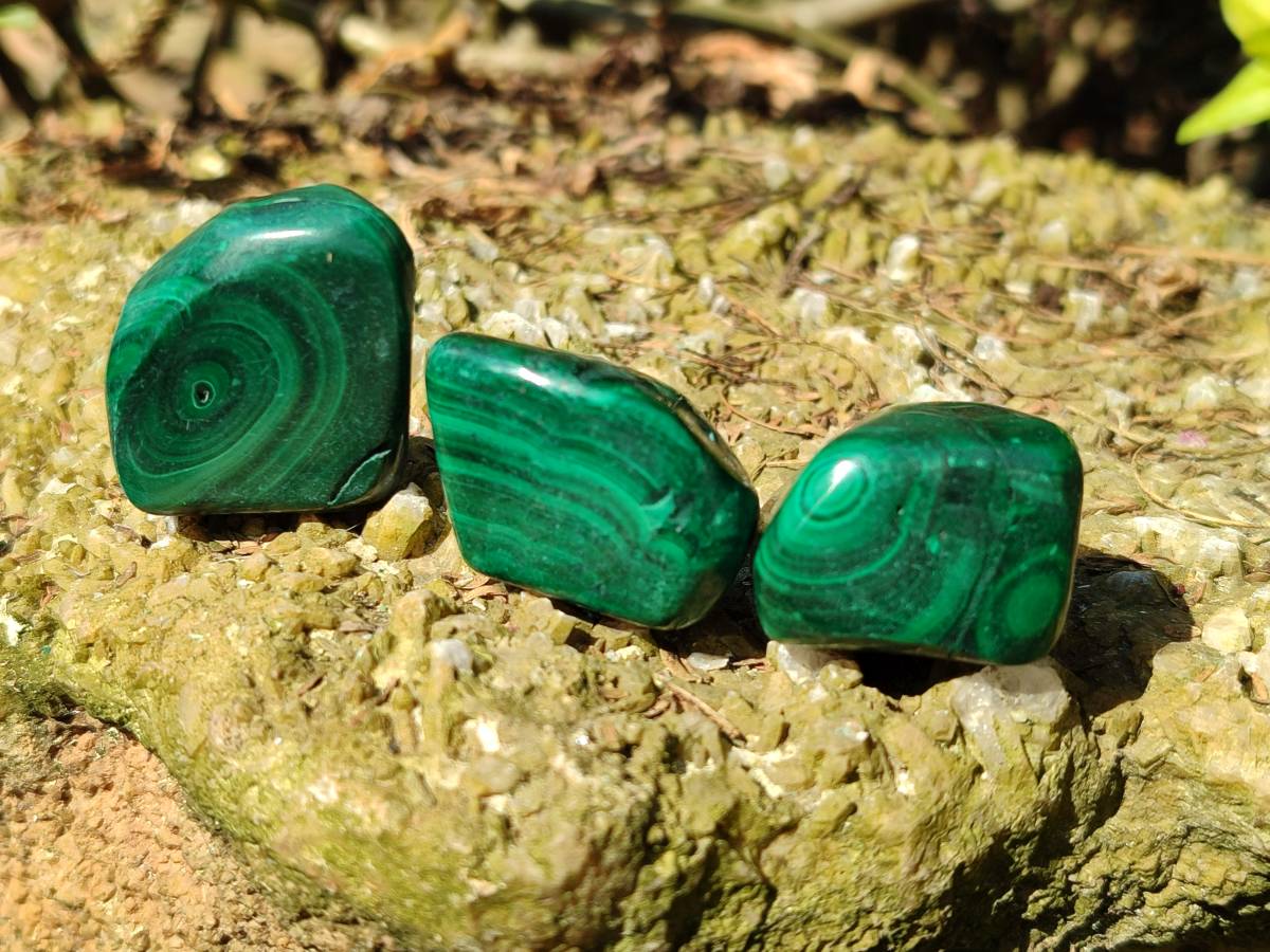 Polished Flower Banded Malachite Free Forms x 35 From Congo - Toprock Gemstones and Minerals 