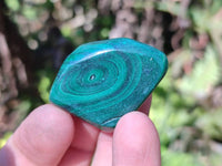 Polished Flower Banded Malachite Free Forms x 35 From Congo