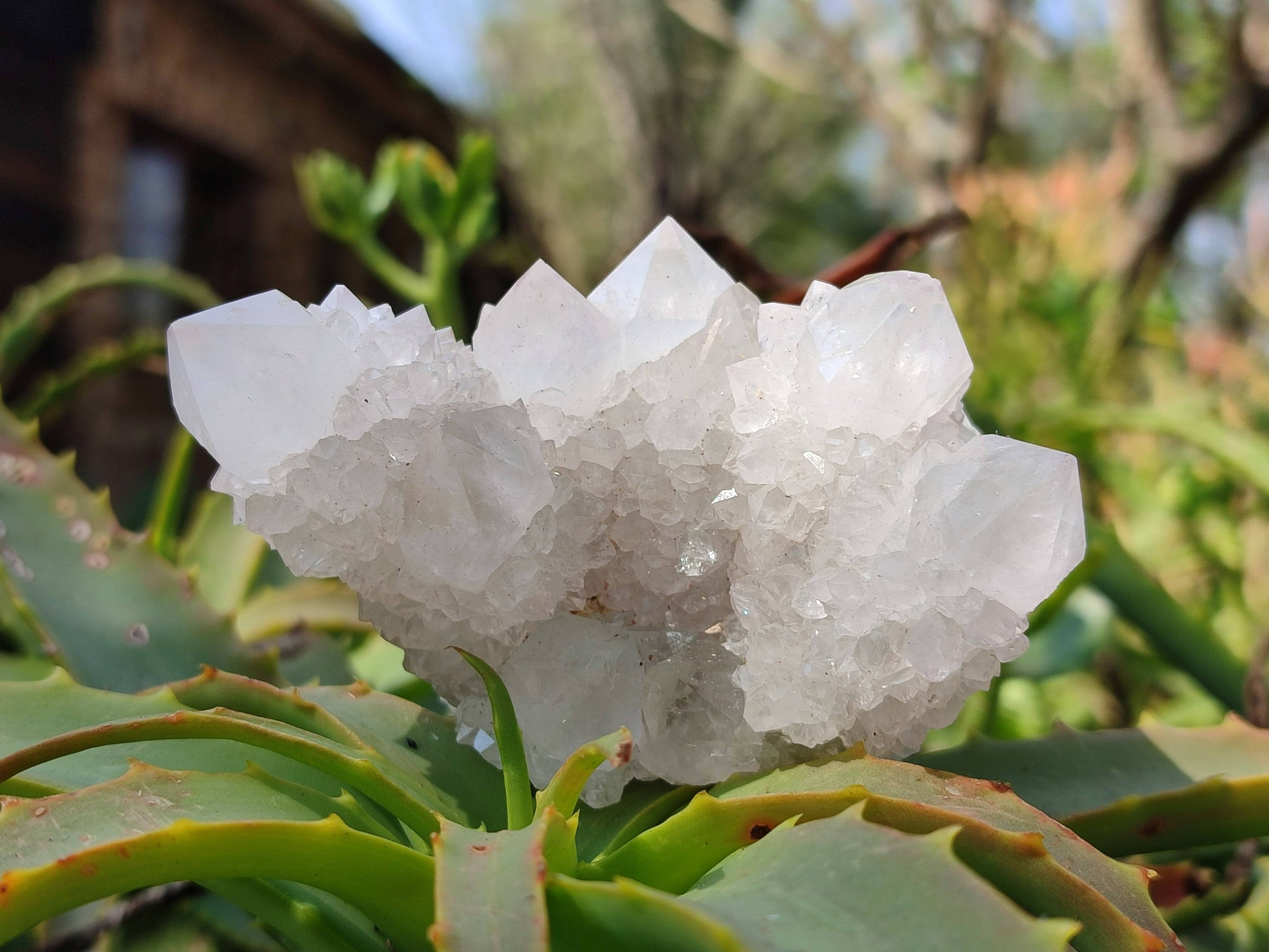 Natural White Spirit Quartz Clusters x 6 From Boekenhouthoek, South Africa - Toprock Gemstones and Minerals 