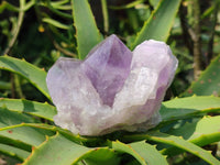 Natural Jacaranda Amethyst Quartz Crystals x 6 From Mumbwa, Zambia