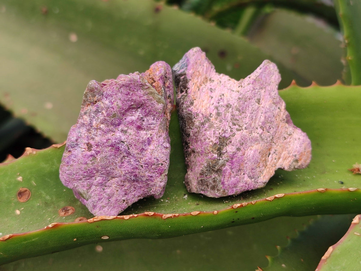 Natural Cobbed Stichtite Specimens x 1 Lot From Barberton, South Africa - Toprock Gemstones and Minerals 