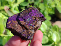 Natural Metallic Purpurite Specimens x 12 From Erongo, Namibia