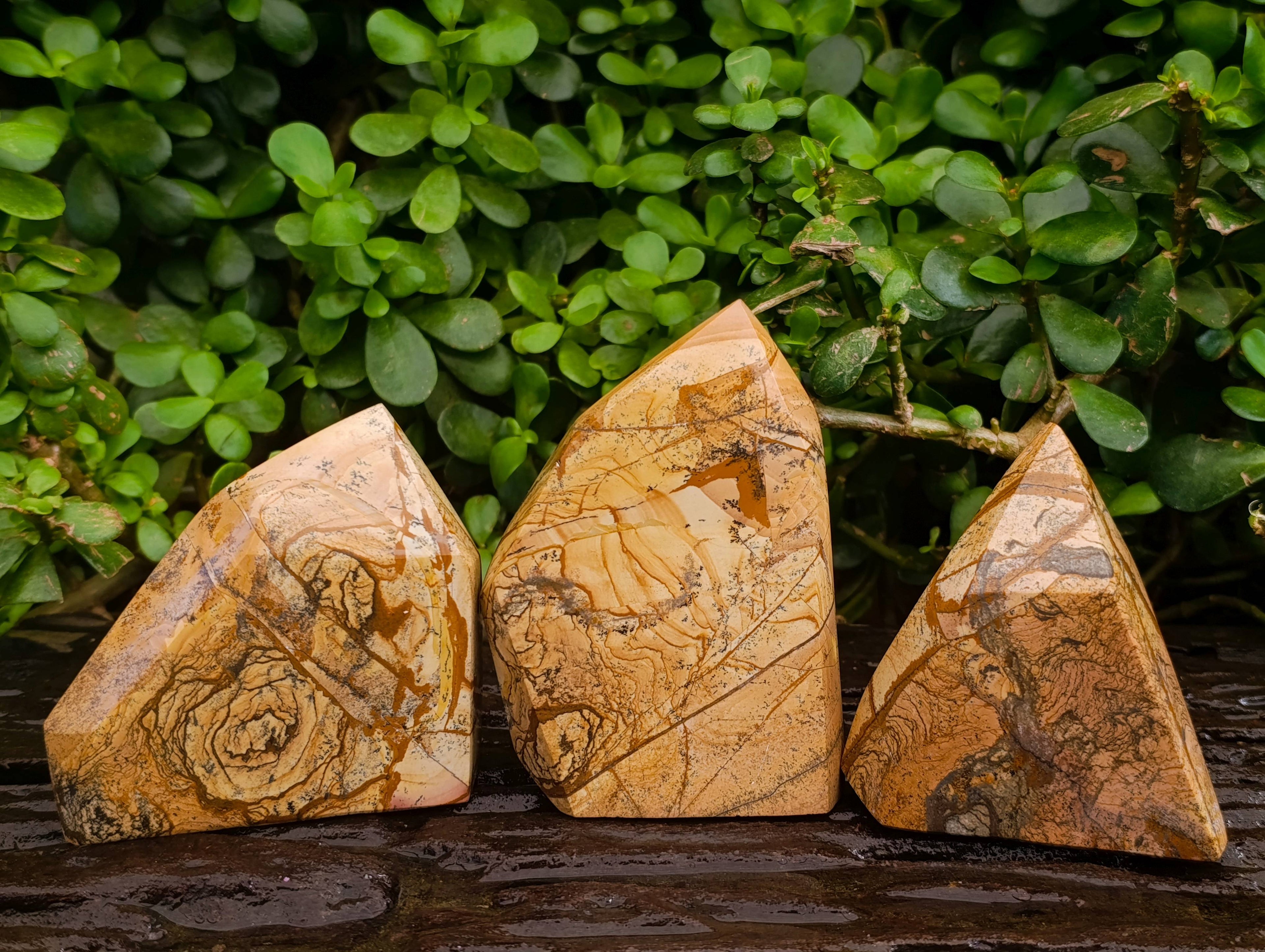 Polished Picture Stone Jasper Points x 3 From Ais-Ais, Namibia - Toprock Gemstones and Minerals 