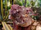 Natural Red Hematoid Quartz Clusters x 6 From Karoi, Zimbabwe - Toprock Gemstones and Minerals 