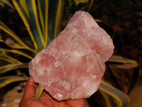 Natural Cobbed Rose Quartz Specimens x 3 From Northern Cape, South Africa - Toprock Gemstones and Minerals 