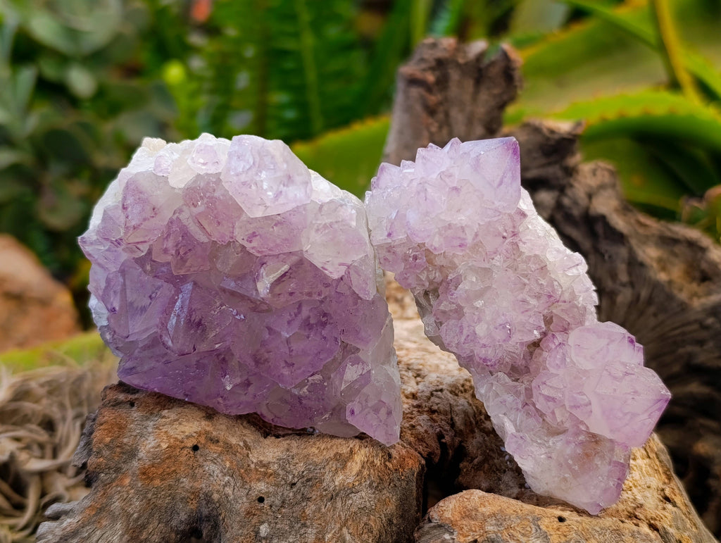 Natural Amethyst Spirit Quartz Clusters x 6 From Boekenhouthoek, South Africa - Toprock Gemstones and Minerals 