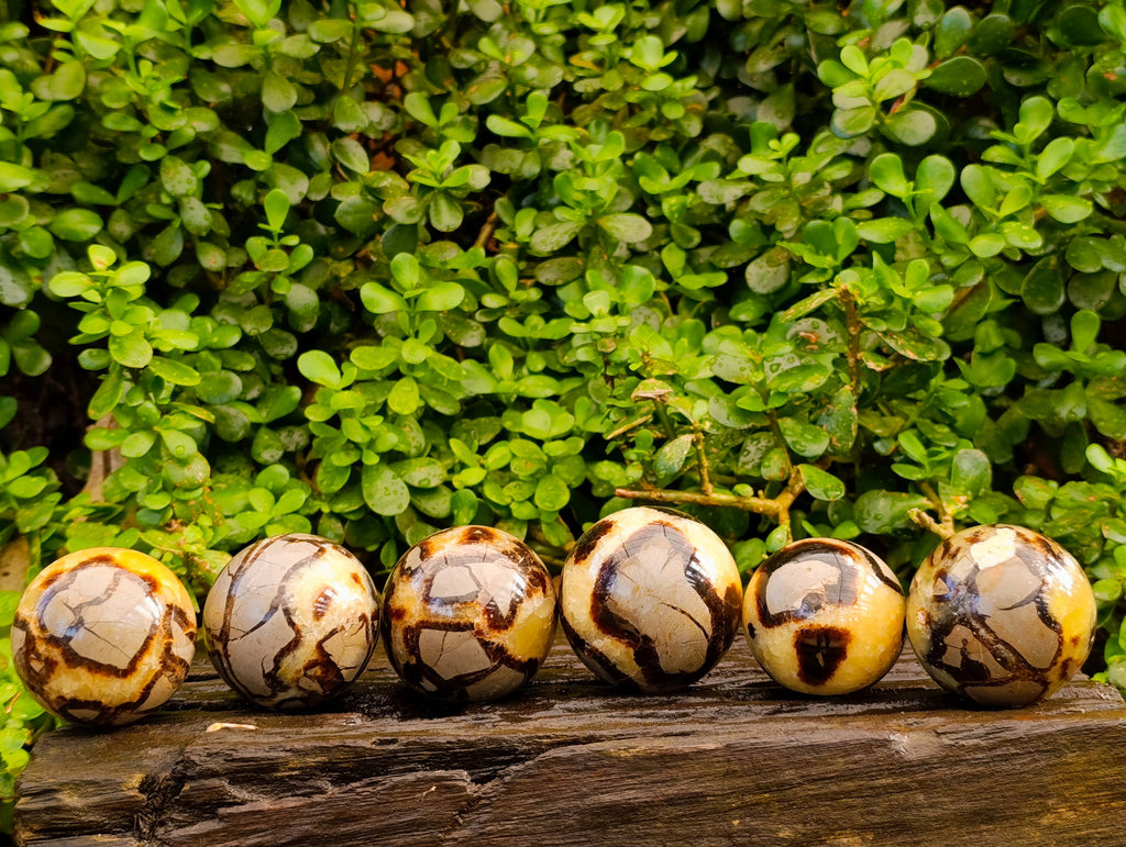 Polished Septaria Spheres x 6 From Madagascar - Toprock Gemstones and Minerals 