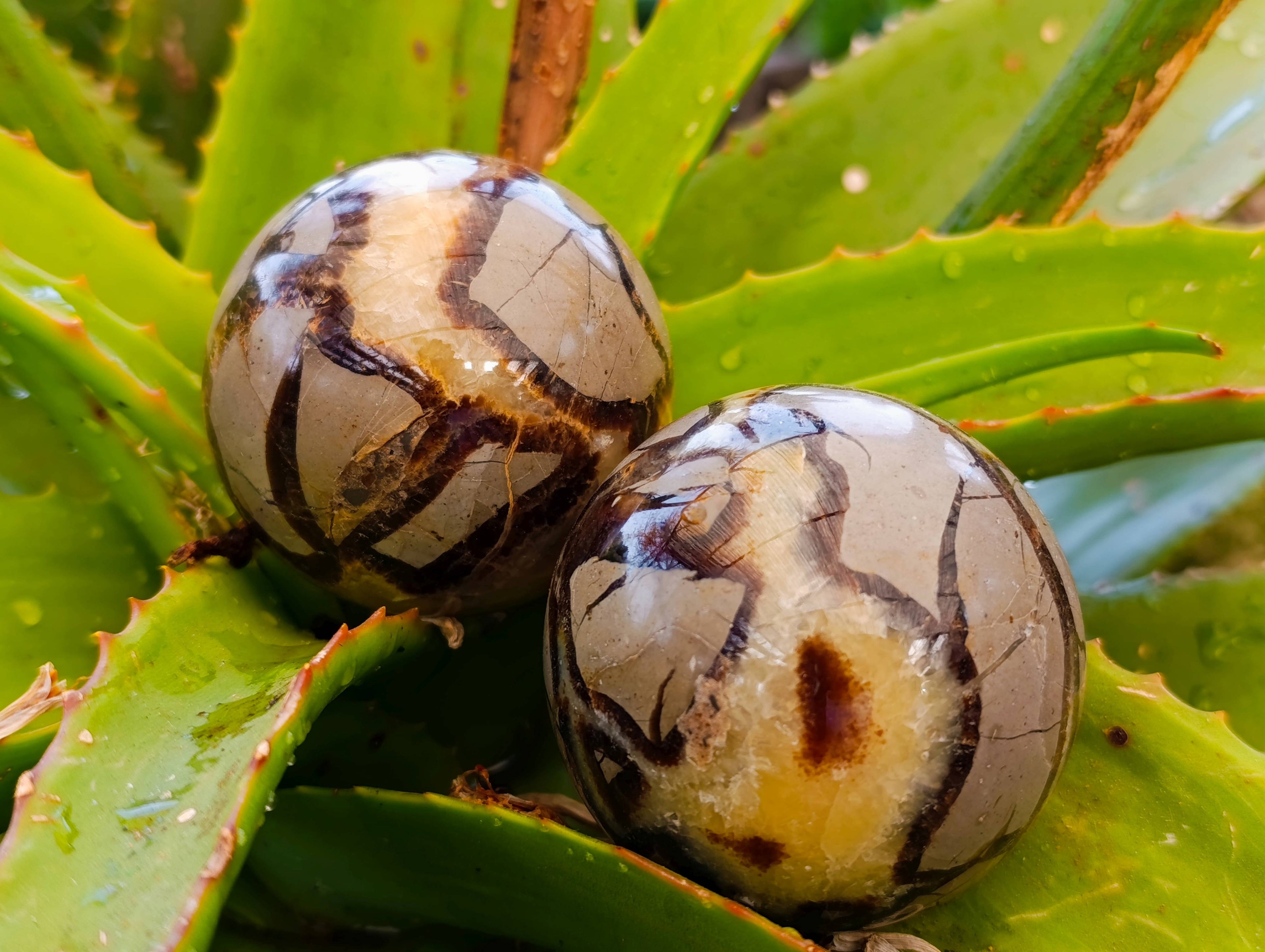 Polished Septaria Spheres x 6 From Madagascar - Toprock Gemstones and Minerals 
