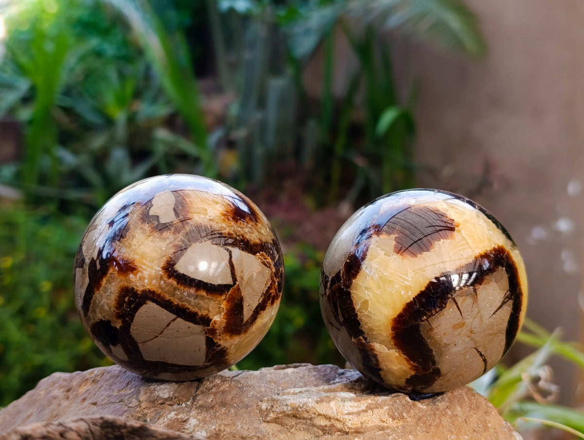 Polished Septaria Spheres x 6 From Madagascar - Toprock Gemstones and Minerals 
