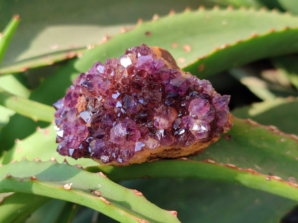 Natural Amethystos Quartz Crystals x 12 From Kwaggafontien, South Africa