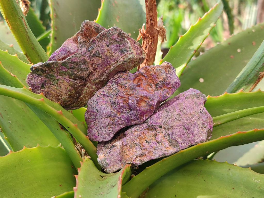 Natural Stichtite Specimens x 24 From Barberton, South Africa - Toprock Gemstones and Minerals 