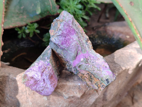 Natural Stichtite Specimens x 24 From Barberton, South Africa