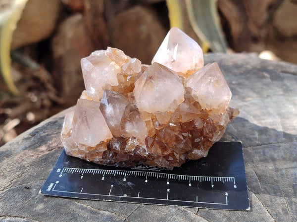 Natural Cactus Flower Smokey Amethyst Spirit Clusters x 5 From South Africa