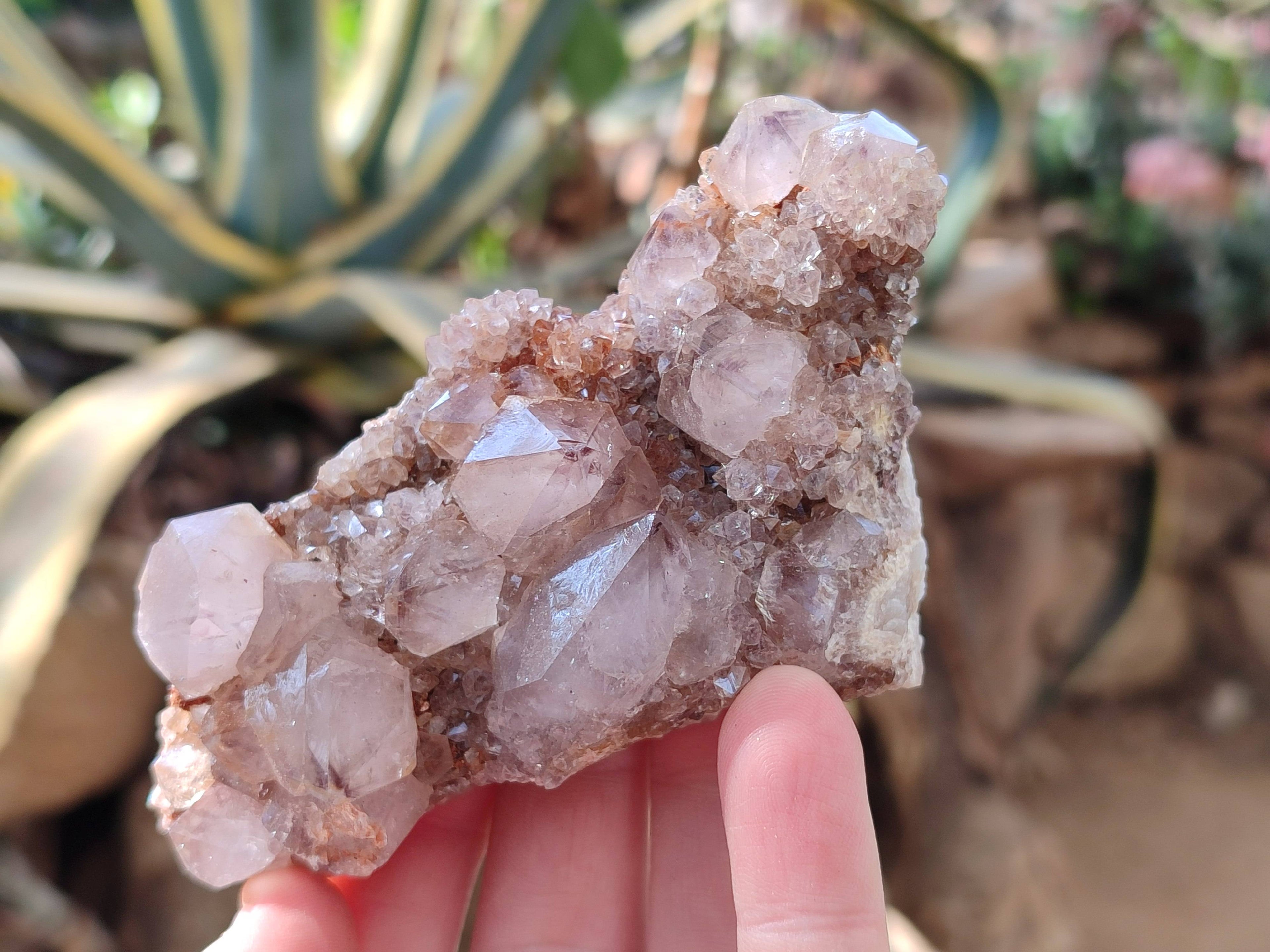 Natural Cactus Flower Smokey Amethyst Spirit Clusters x 5 From South Africa - Toprock Gemstones and Minerals 