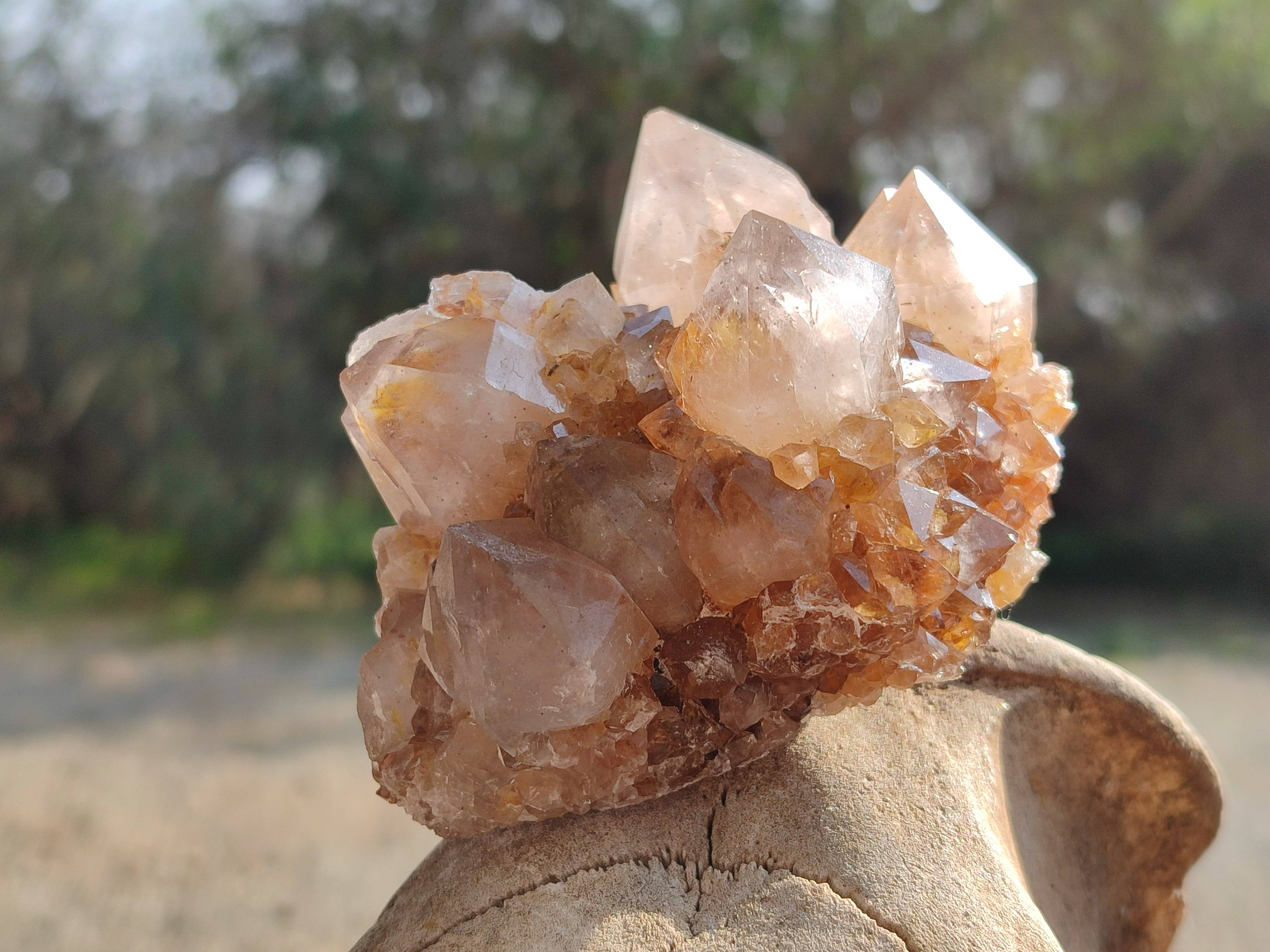 Natural Cactus Flower Smokey Amethyst Spirit Clusters x 5 From South Africa - Toprock Gemstones and Minerals 