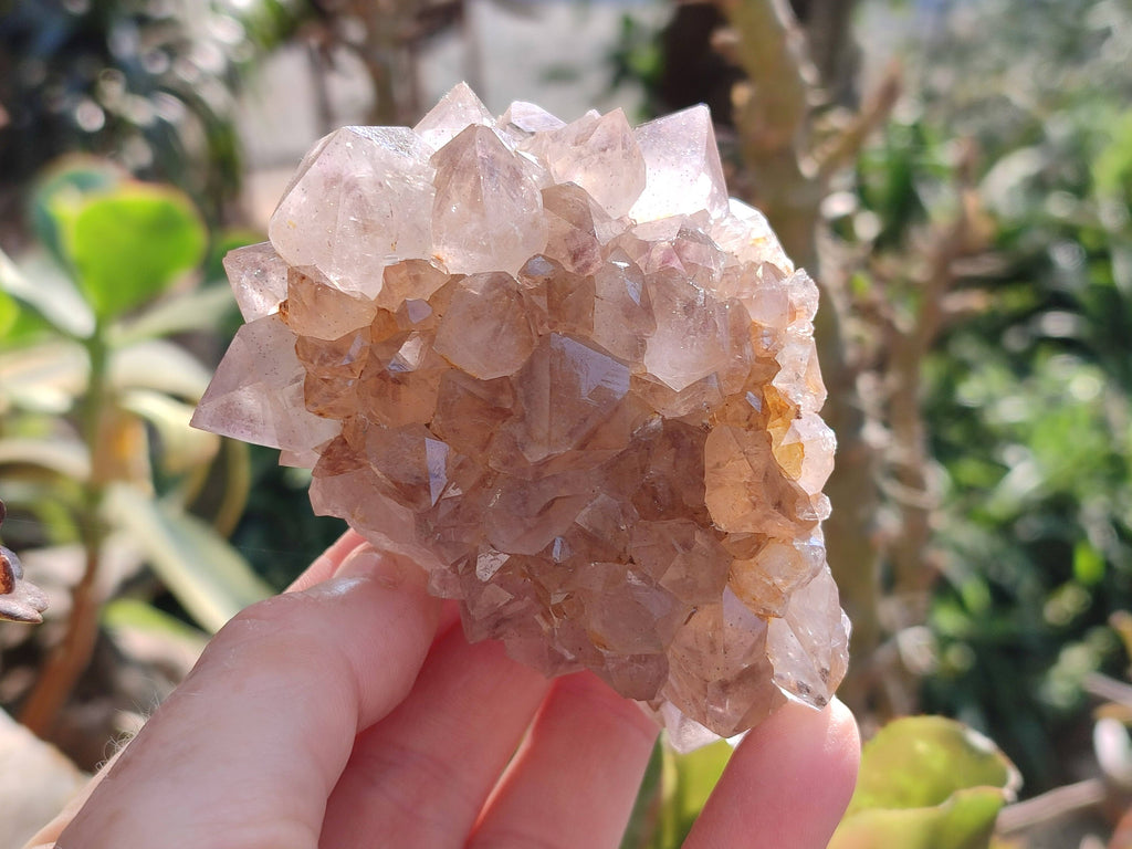 Natural Cactus Flower Smokey Amethyst Spirit Clusters x 5 From South Africa - Toprock Gemstones and Minerals 