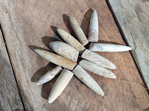 Natural Belimnite Fossils x 1 Lot, From Maintiarano, Madagascar