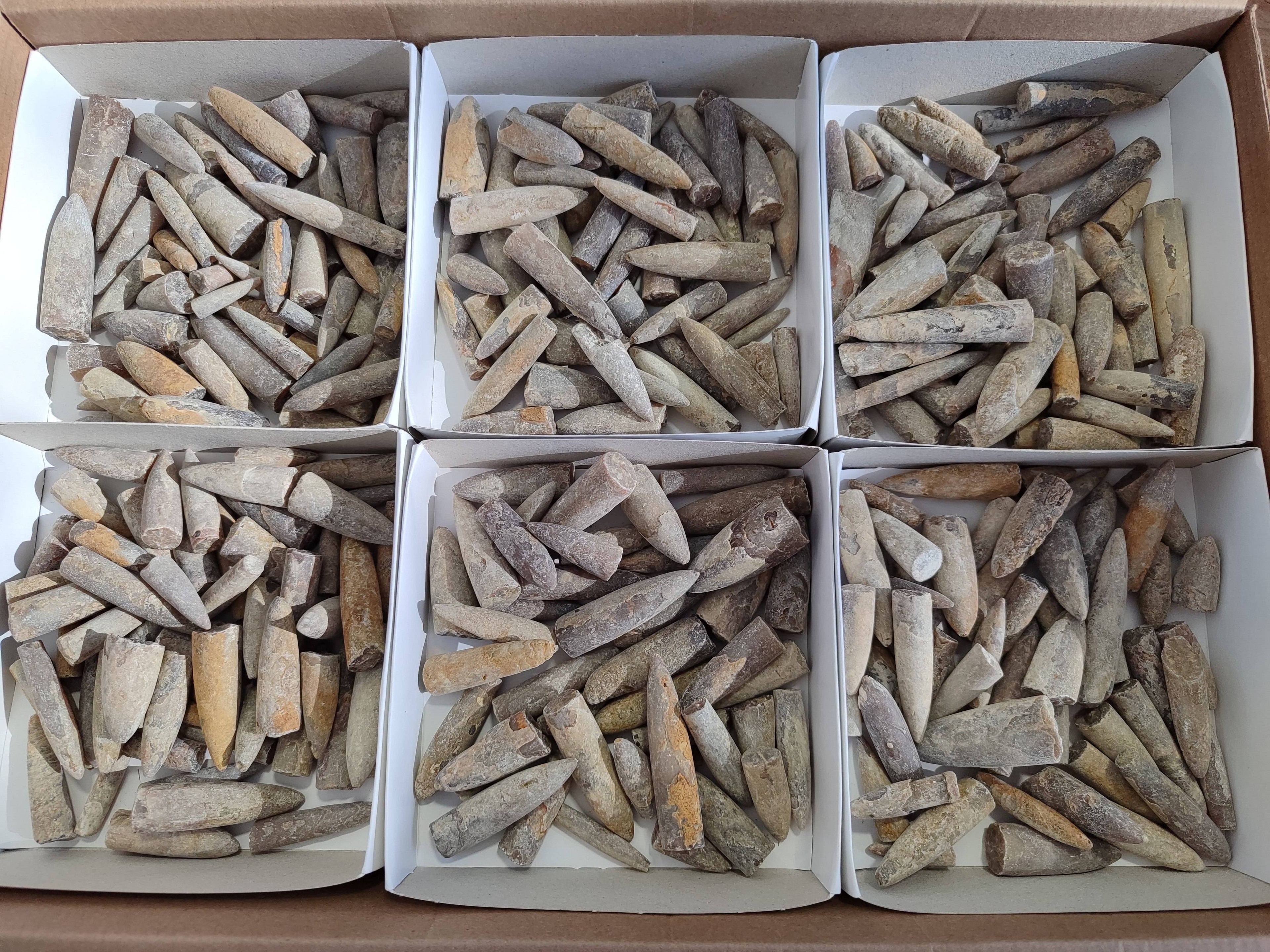 Natural Belimnite Fossils x 1 Lot, From Maintiarano, Madagascar - Toprock Gemstones and Minerals 