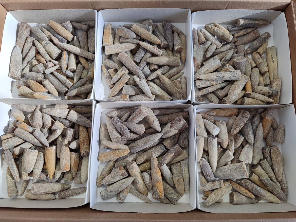 Natural Belimnite Fossils x 1 Lot, From Maintiarano, Madagascar - Toprock Gemstones and Minerals 