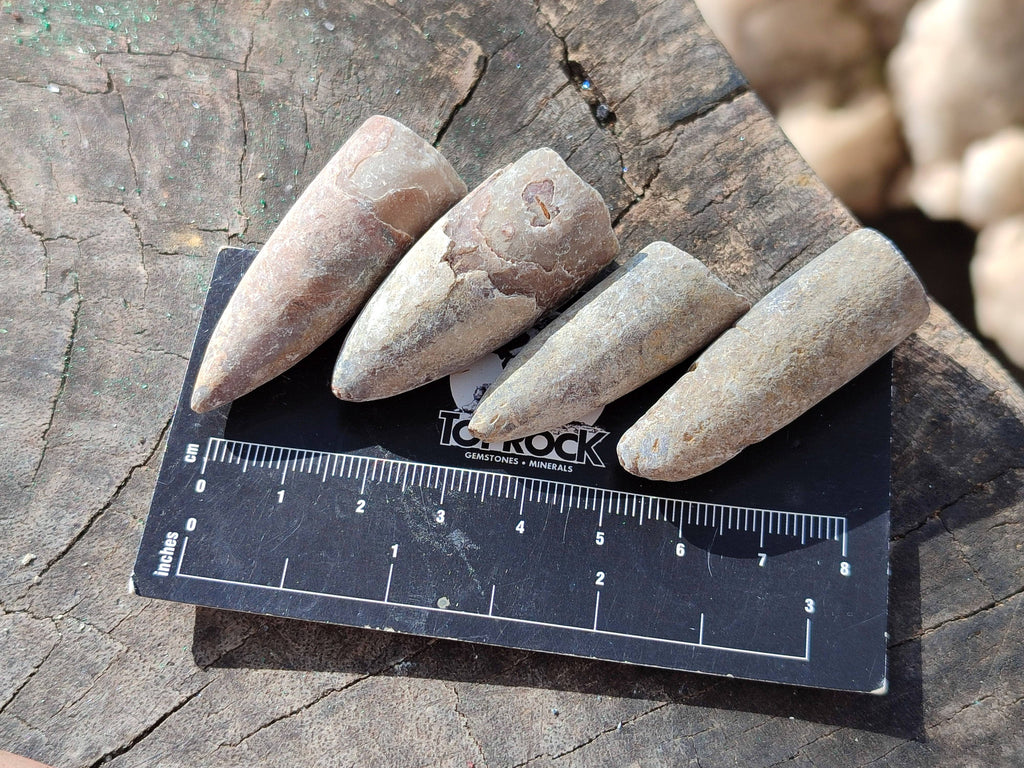 Natural Belimnite Fossils x 1 Lot, From Maintiarano, Madagascar - Toprock Gemstones and Minerals 