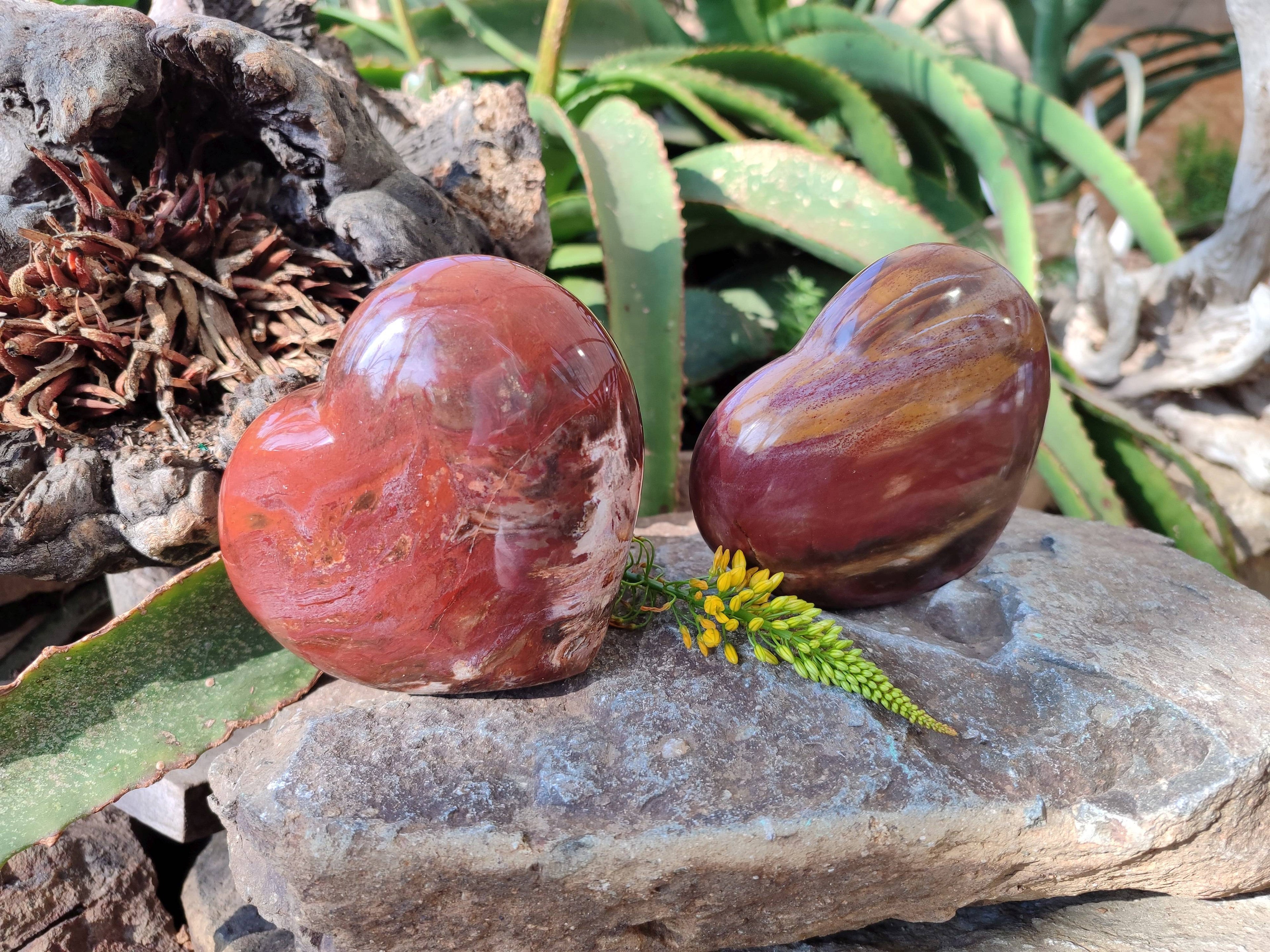 Polished Red Podocarpus Petrified Wood Hearts x 2 From Mahajanga, Madagascar - Toprock Gemstones and Minerals 