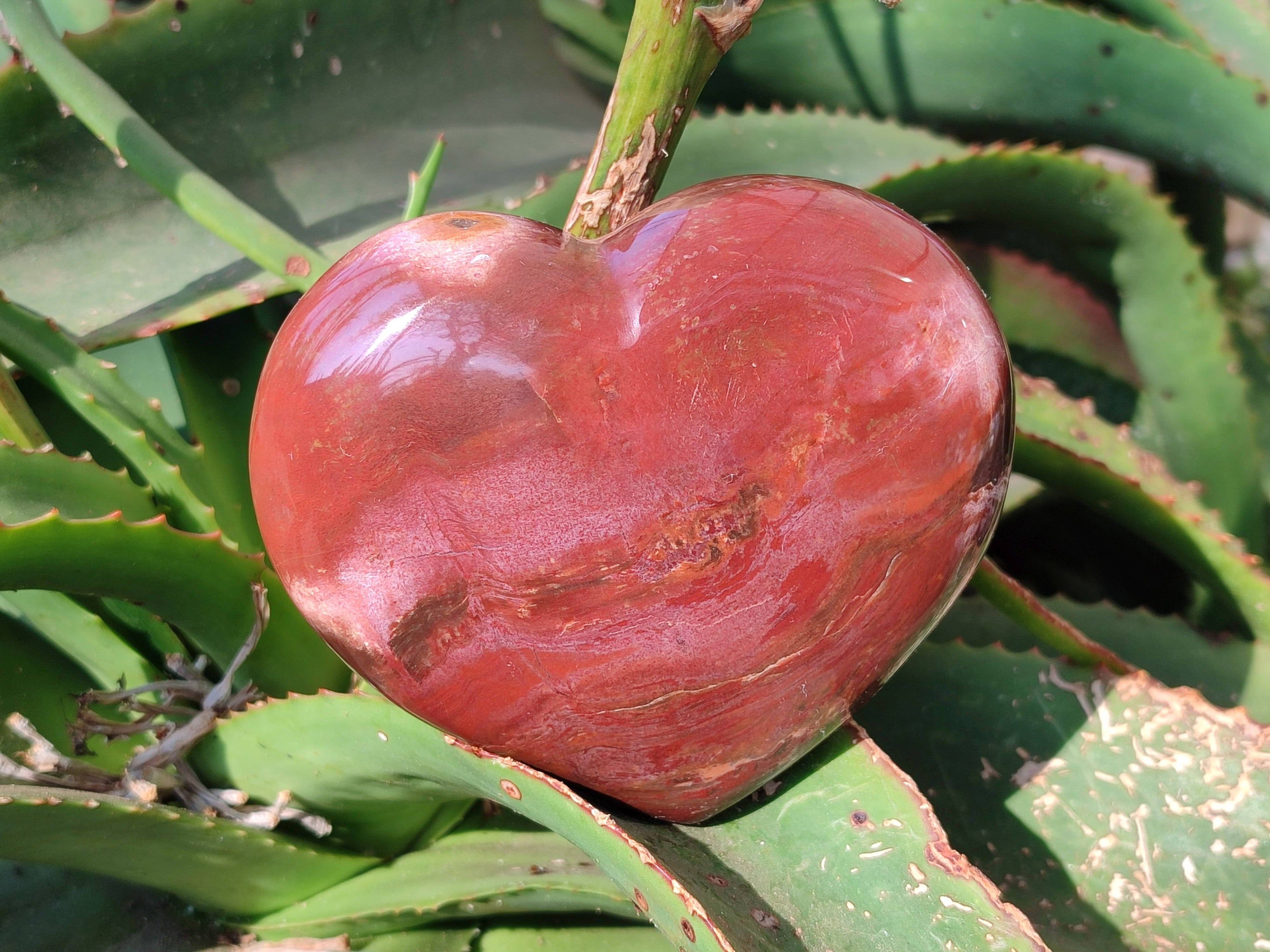 Polished Red Podocarpus Petrified Wood Hearts x 2 From Mahajanga, Madagascar - Toprock Gemstones and Minerals 