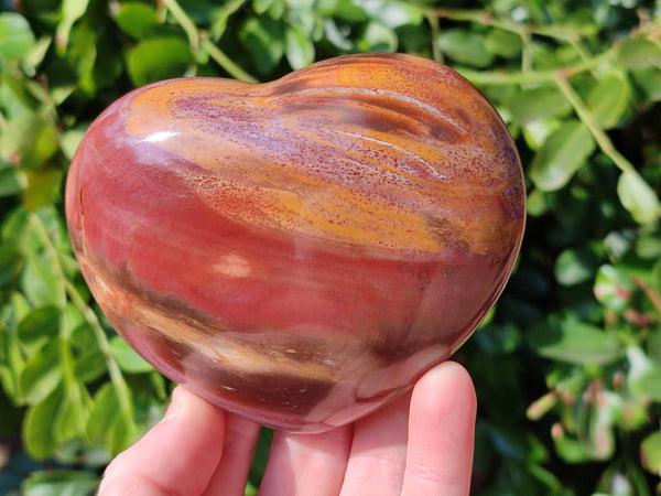 Polished Red Podocarpus Petrified Wood Hearts x 2 From Mahajanga, Madagascar
