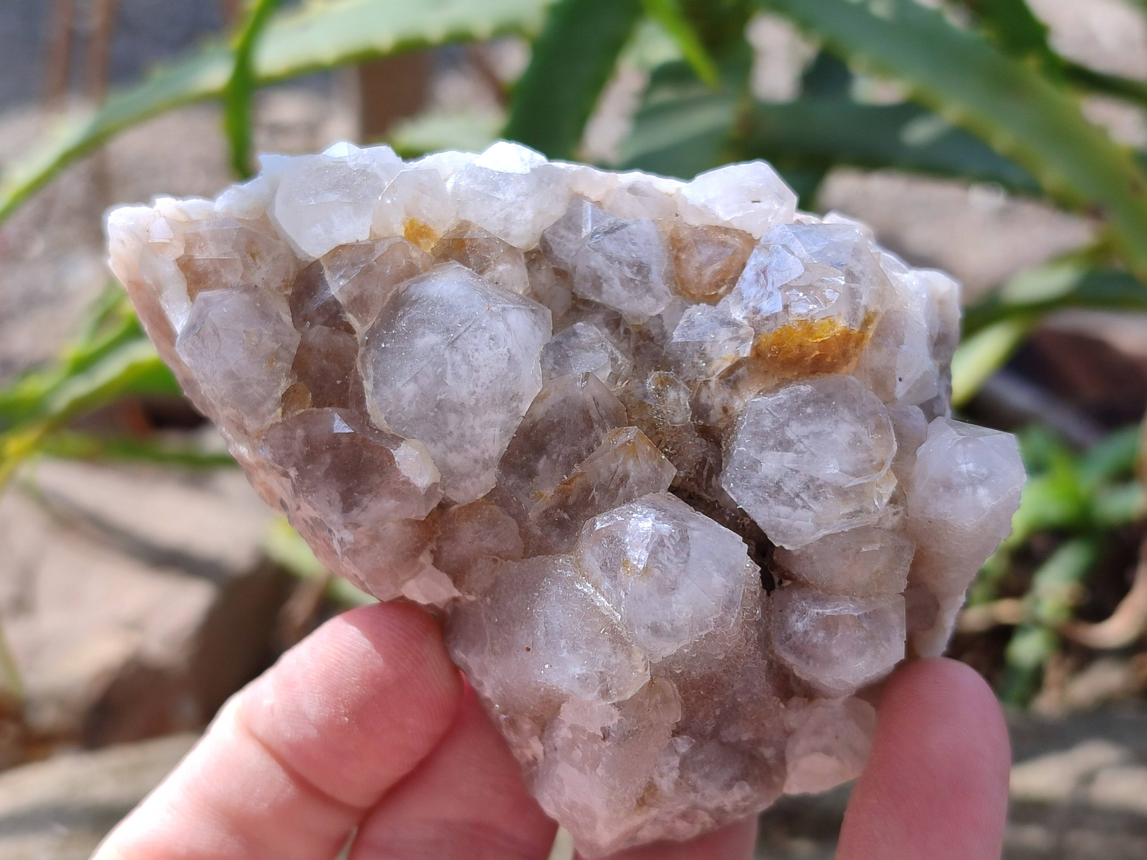 Natural Fairy Spirit Quartz Clusters x 6 From Boekenhouthoek, South Africa - Toprock Gemstones and Minerals 