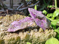 Natural Stichtite Specimens x 1 Lot From Barberton, South Africa