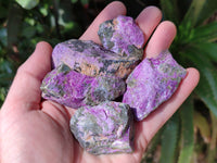 Natural Stichtite Specimens x 1 Lot From Barberton, South Africa
