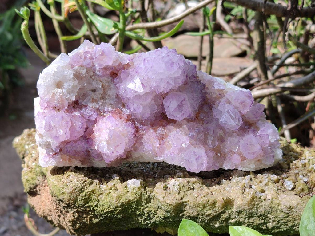 Natural Sunburst Amethyst Spirit Quartz Clusters x 3 From Boekenhouthoek, South Africa - Toprock Gemstones and Minerals 