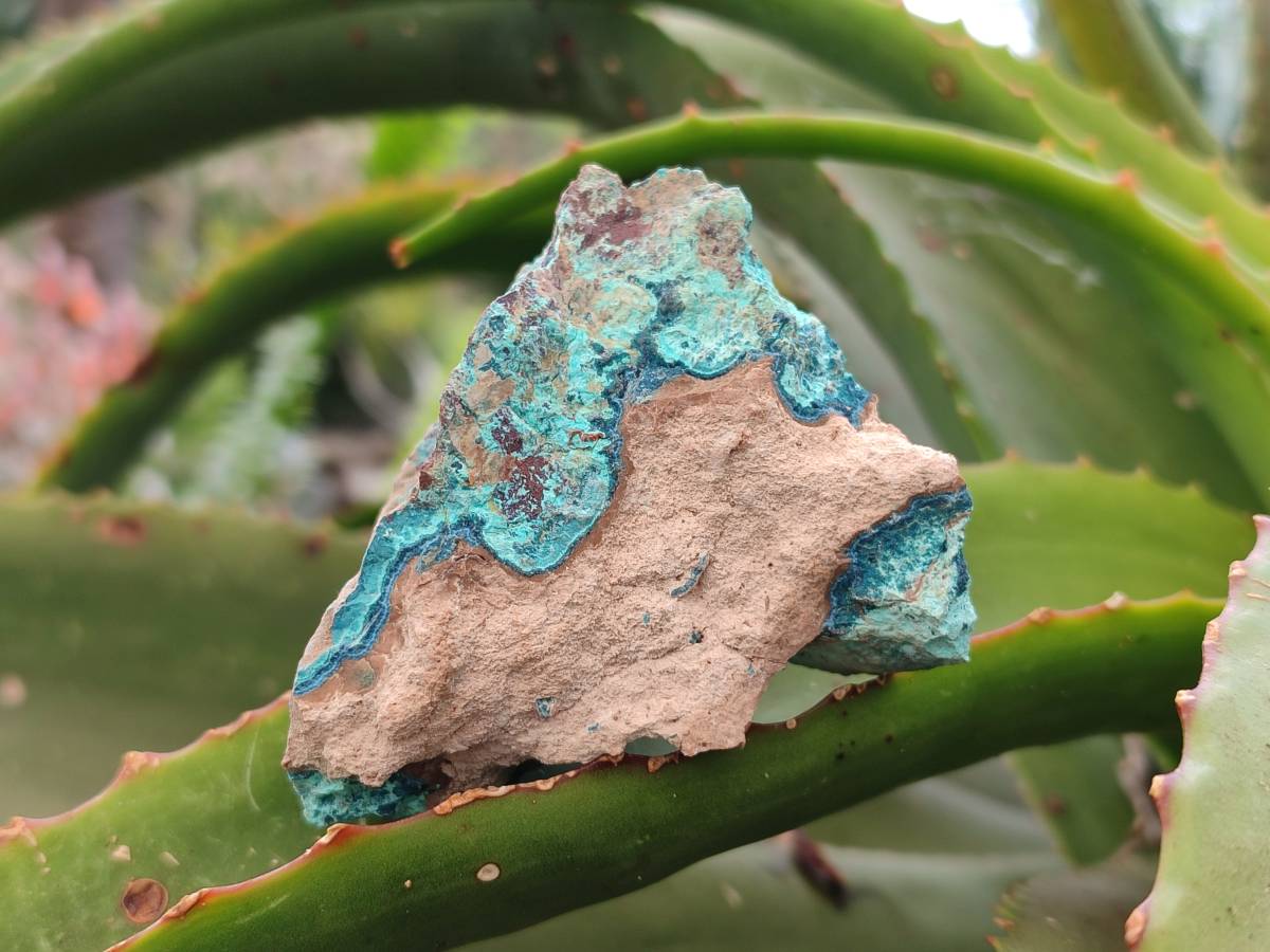 Natural Shattuckite, Chrysocolla with Malachite Specimens x 1 Lot From Koakoveld, Namibia - Toprock Gemstones and Minerals 
