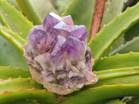 Natural Dark and Chevron Amethyst Clusters x 6 From Mapatizya, Zambia - Toprock Gemstones and Minerals 