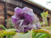 Natural Dark and Chevron Amethyst Clusters x 6 From Mapatizya, Zambia - Toprock Gemstones and Minerals 