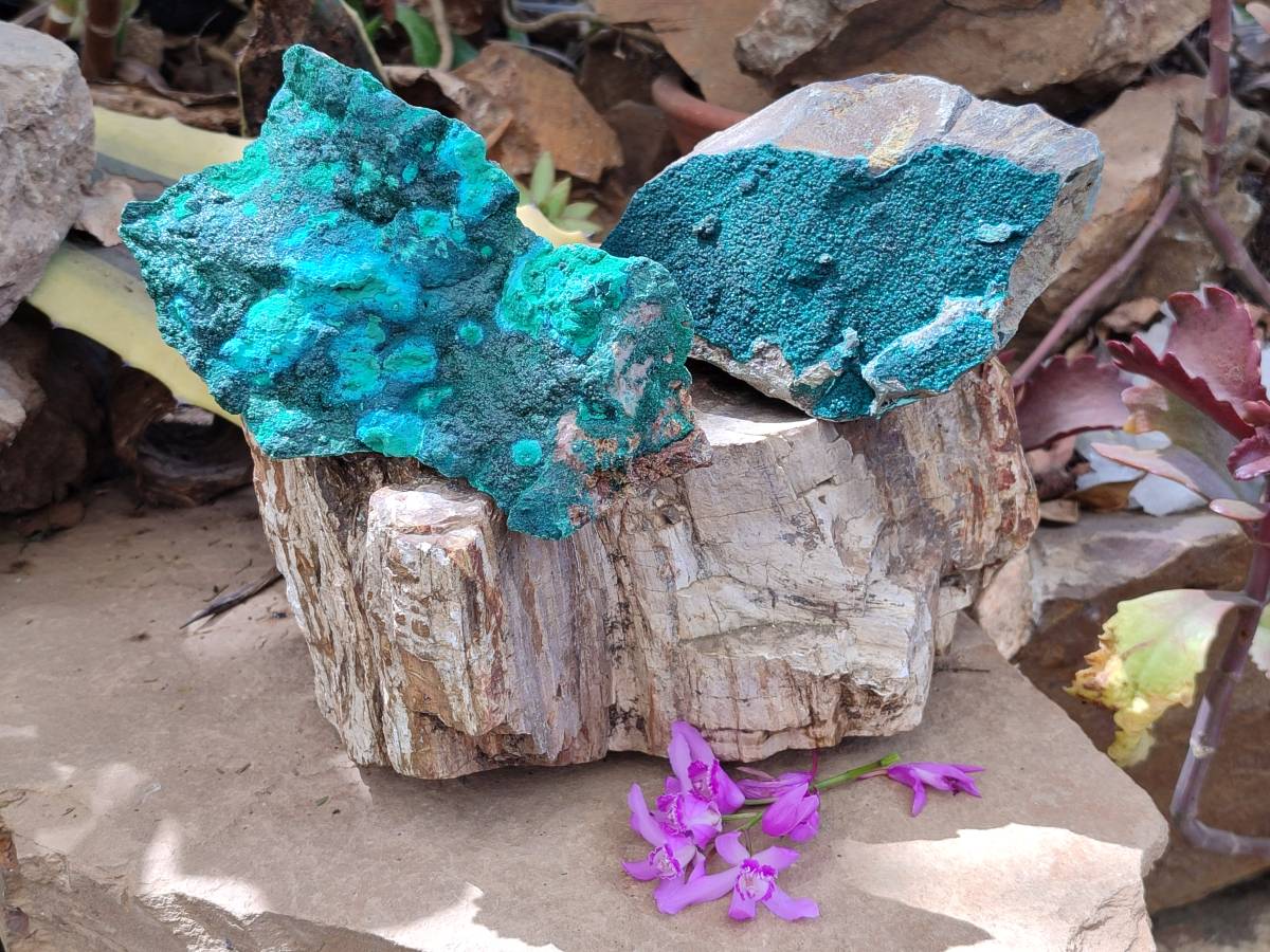 Natural Crystalline Malachite with Chrysocolla x 2 From Tenke Fungurume, Congo - Toprock Gemstones and Minerals 