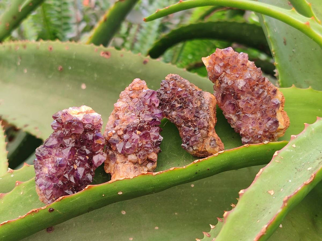 Natural Amethystos Amethyst Clusters x 35 From Kwaggafontein, South Africa - Toprock Gemstones and Minerals 