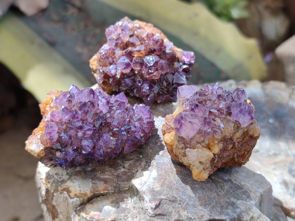 Natural Amethystos Amethyst Clusters x 35 From Kwaggafontein, South Africa - Toprock Gemstones and Minerals 