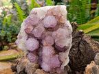 Natural Amethyst Spirit Quartz Clusters x 2 From Boekenhouthoek, South Africa - Toprock Gemstones and Minerals 