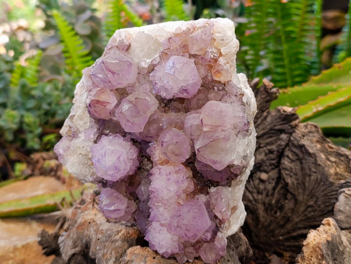 Natural Amethyst Spirit Quartz Clusters x 2 From Boekenhouthoek, South Africa - Toprock Gemstones and Minerals 