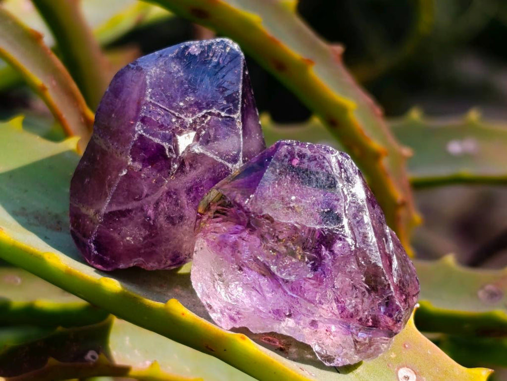 Natural Window Amethyst Crystals x 35 From Chiredzi, Zimbabwe - Toprock Gemstones and Minerals 