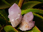 Natural Cactus Flower Amethyst Spirit Quartz Crystals x 12 From South Africa - Toprock Gemstones and Minerals 
