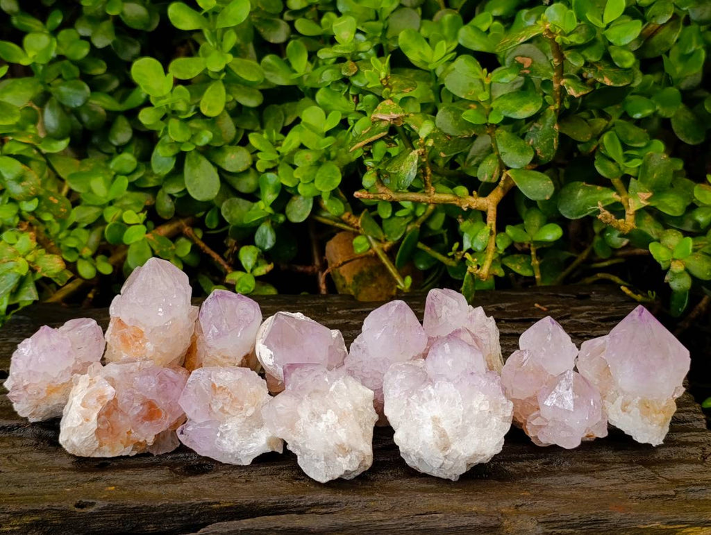 Natural Cactus Flower Amethyst Spirit Quartz Crystals x 12 From South Africa - Toprock Gemstones and Minerals 