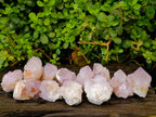 Natural Cactus Flower Amethyst Spirit Quartz Crystals x 12 From South Africa - Toprock Gemstones and Minerals 
