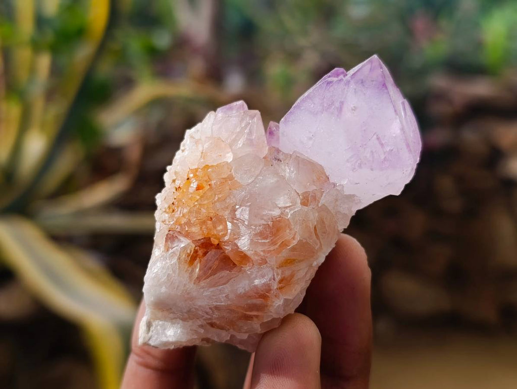 Natural Cactus Flower Amethyst Spirit Quartz Crystals x 12 From South Africa - Toprock Gemstones and Minerals 
