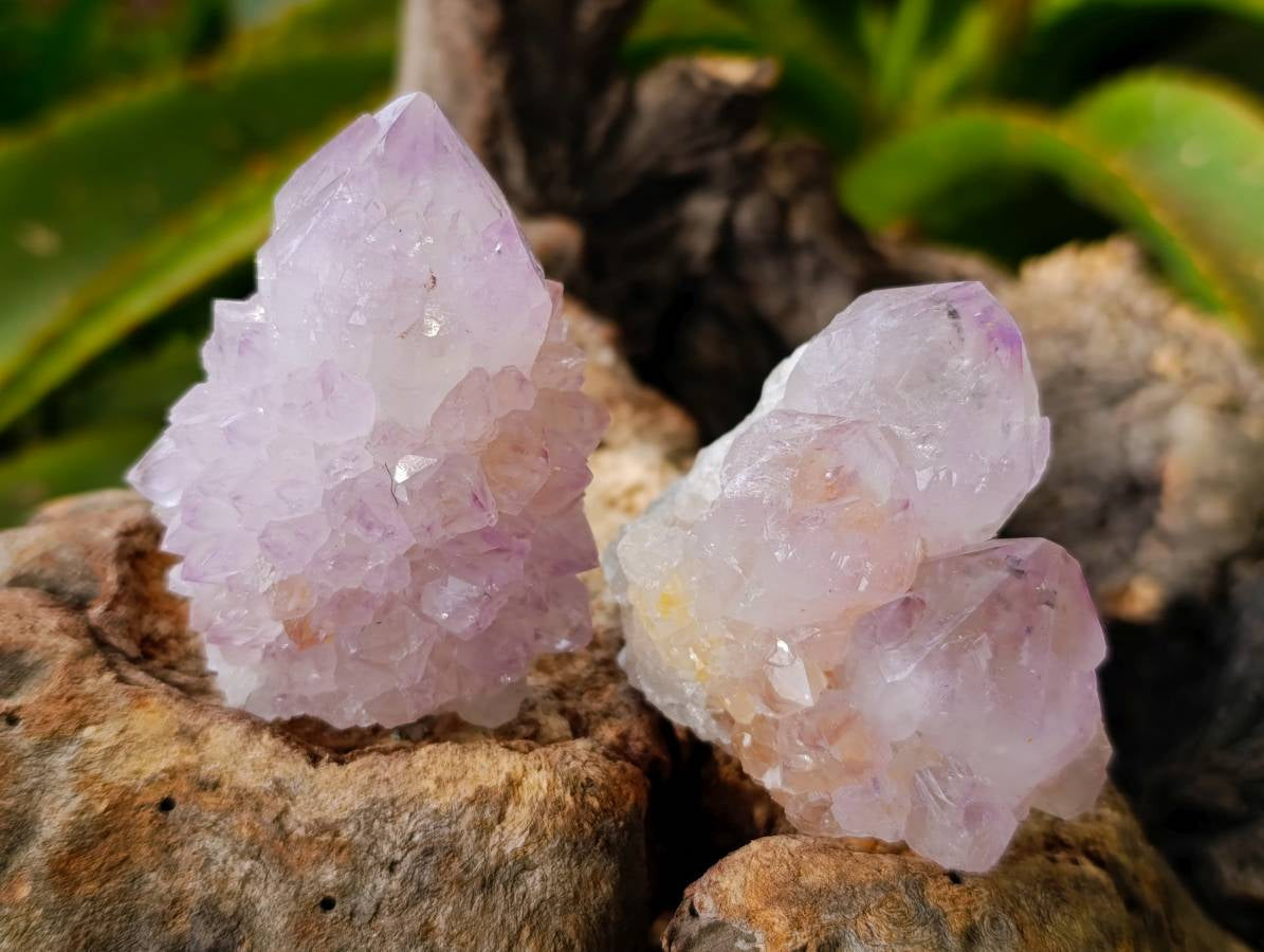 Natural Cactus Flower Amethyst Spirit Quartz Crystals x 12 From South Africa - Toprock Gemstones and Minerals 