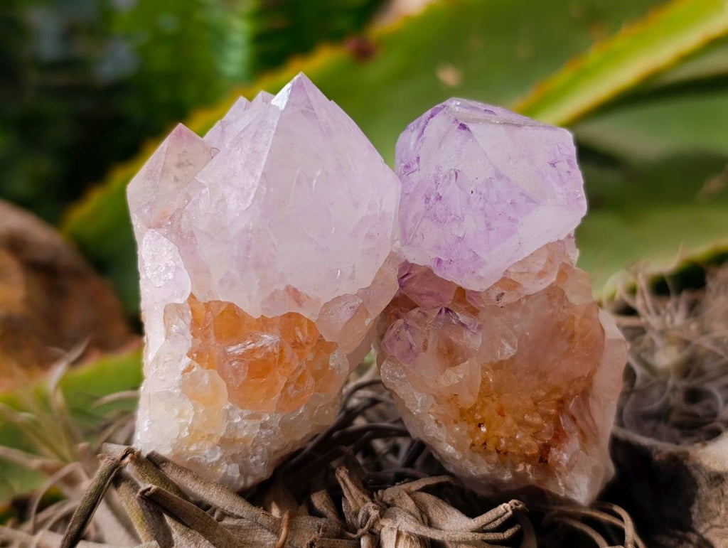 Natural Cactus Flower Amethyst Spirit Quartz Crystals x 12 From South Africa - Toprock Gemstones and Minerals 