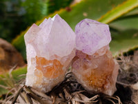 Natural Cactus Flower Amethyst Spirit Quartz Crystals x 12 From South Africa - Toprock Gemstones and Minerals 