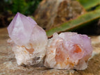 Natural Cactus Flower Amethyst Spirit Quartz Crystals x 12 From South Africa - Toprock Gemstones and Minerals 