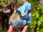 Polished Labradorite On Side Polished x 6 From Tulear, Madagascar - Toprock Gemstones and Minerals 