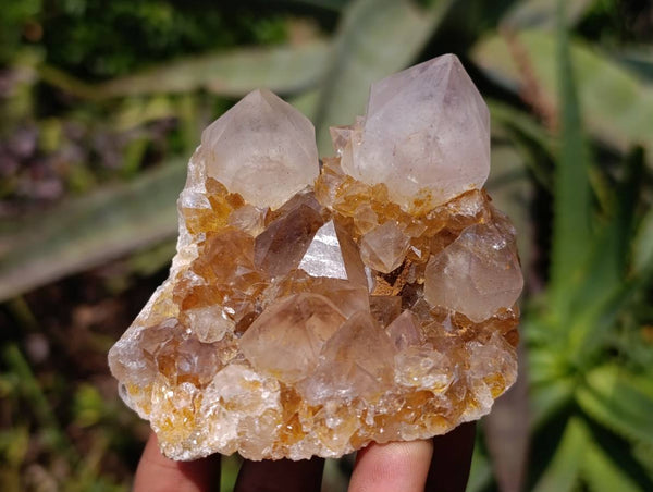 Natural Golden Limonite Spirit Quartz Crystals x 4 From South Africa - Toprock Gemstones and Minerals 
